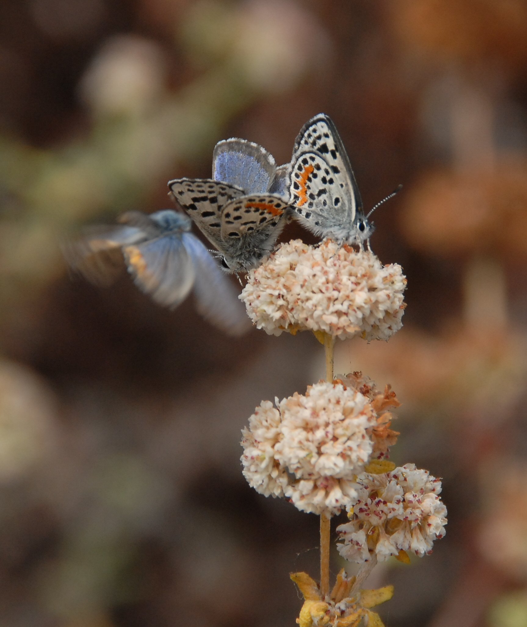 El Segundo blue butterfly mating pair vanquish intruder FWS.gov